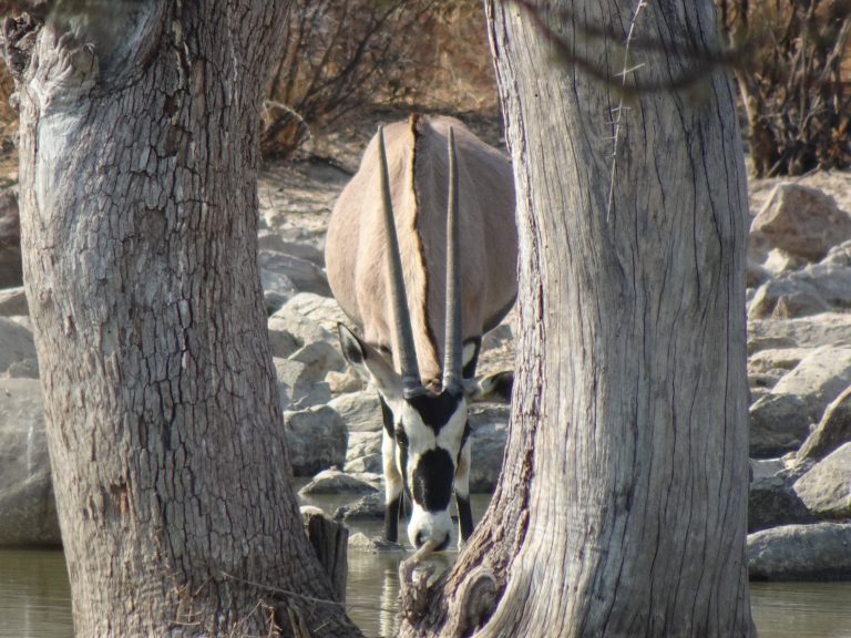 Gemsbuck Kalahari Safaris Botswana