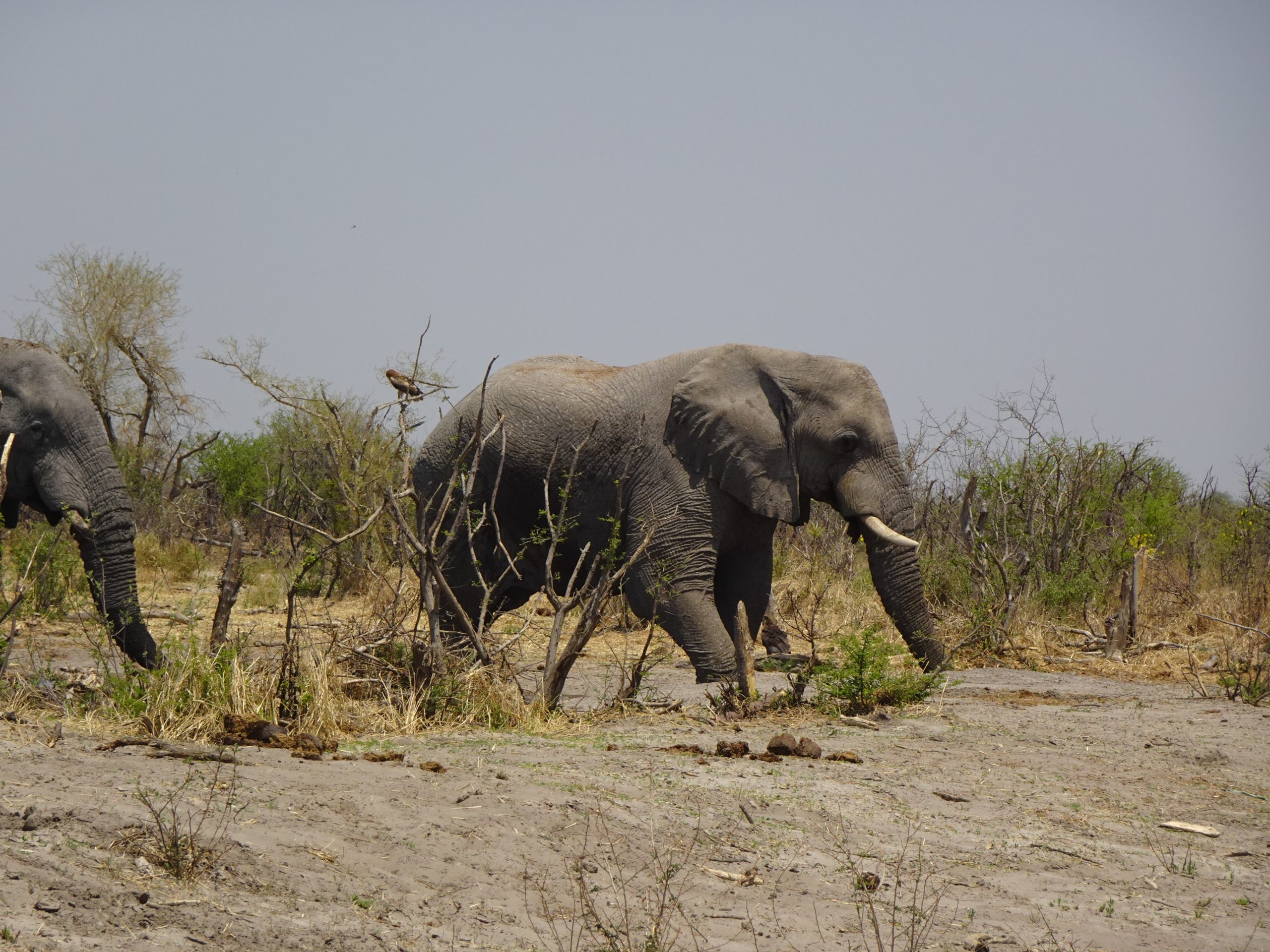 Kalahari Elephant