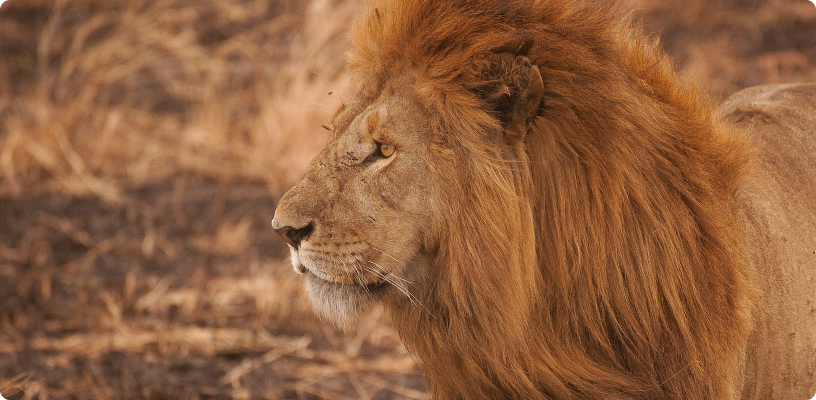 Botswana Male Lion Kalahari Safaris