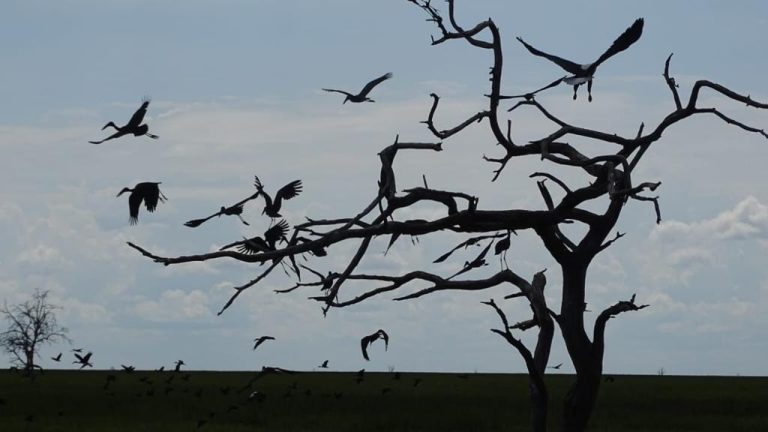 Birds of the Kalahari