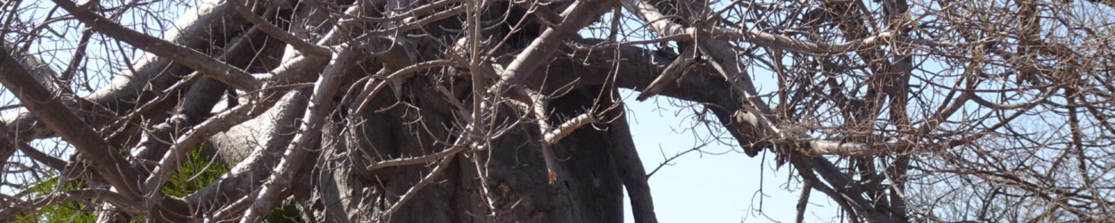 Affordable Kudu Hunts