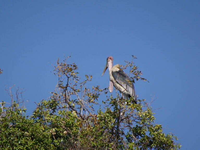 African Stork