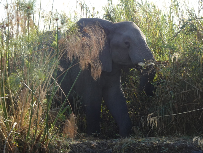 Botswana Elephant