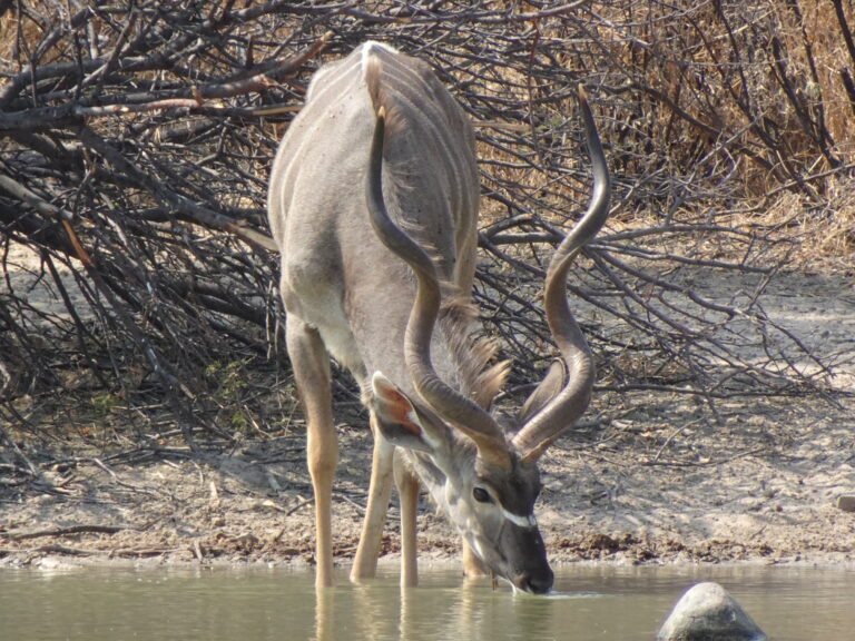Kudu Bull in the Kalahari
