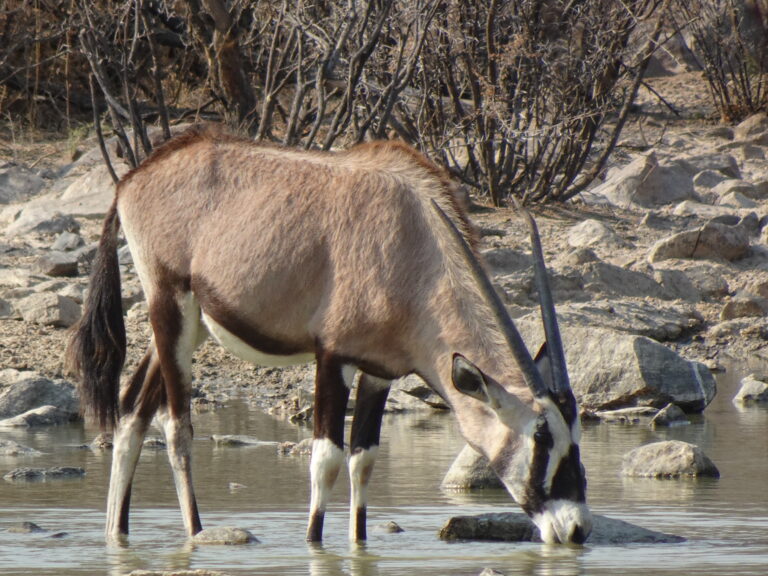 Kalahari Safaris Gemsbuck