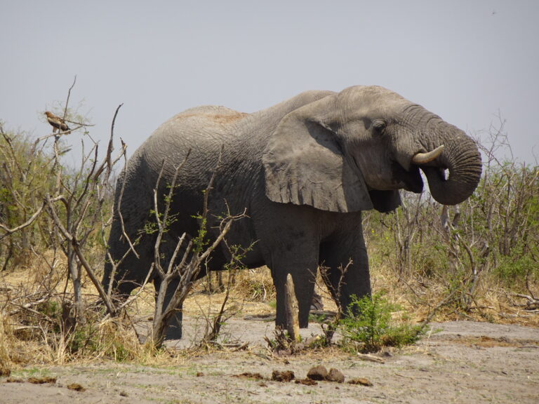Central Kalahari Game Reserve Elephant