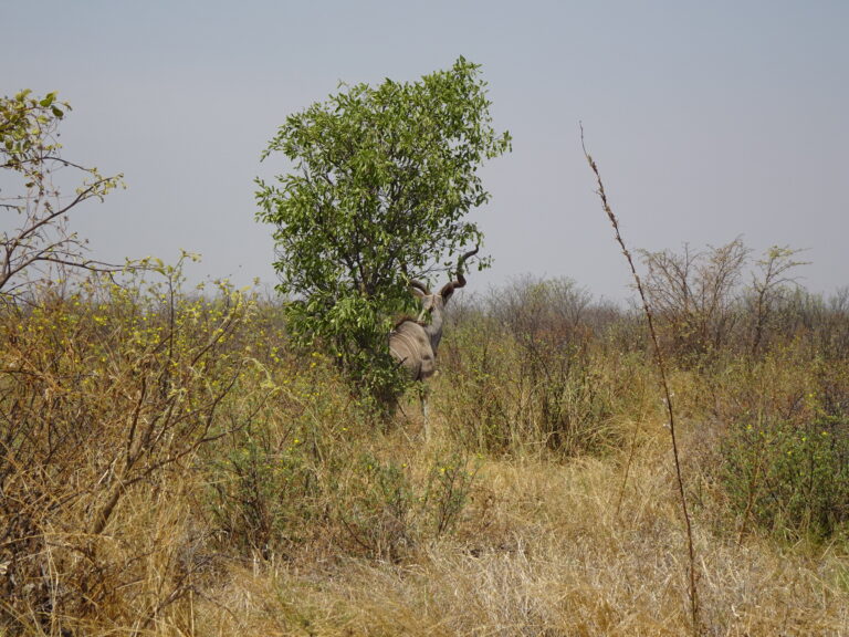 Hiding Kudu