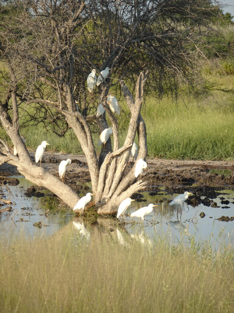 Egrets at Kalahari Safaris