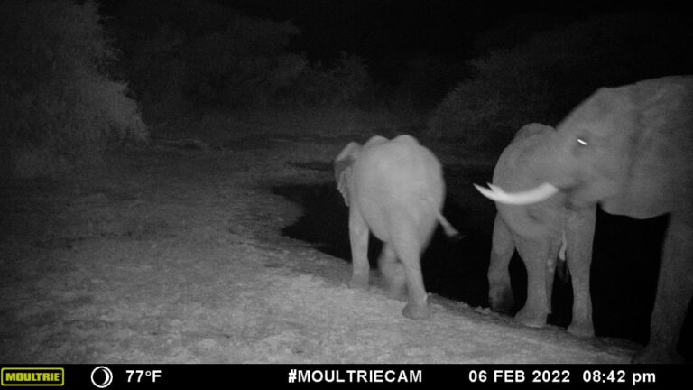 Kalahari Elephants Botswana