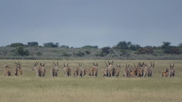 Kalahari Safaris Eland