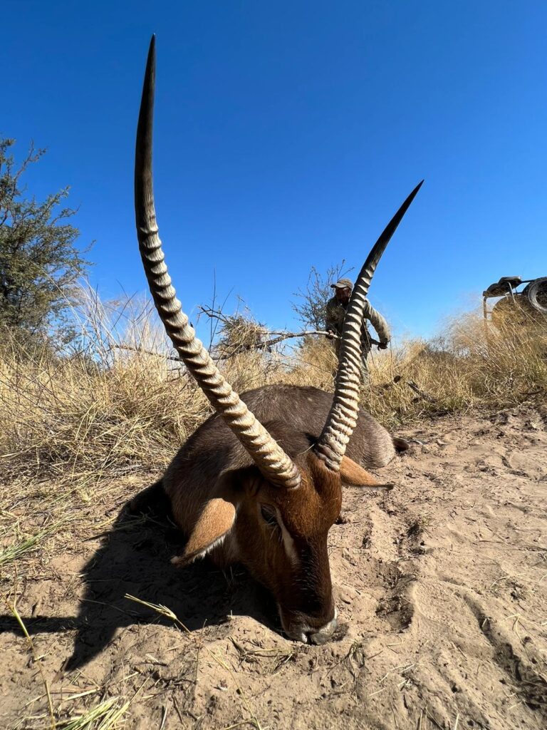 Kalahari Safaris Trophy Waterbuck Botswana