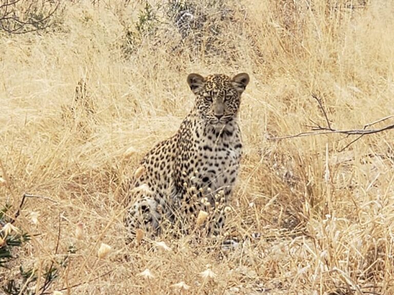 Kalahari Safaris Leopard