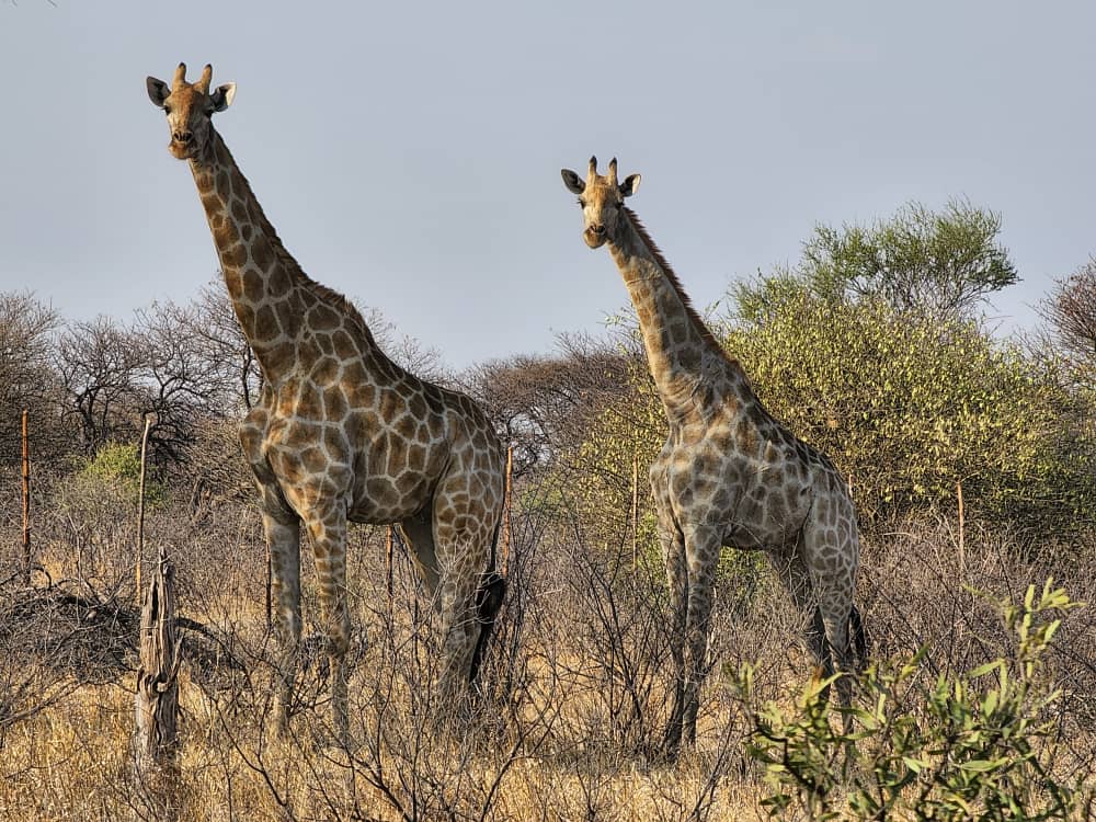 Giraffe Kalahari Safaris