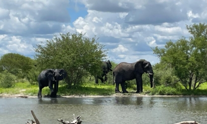 Elephant at Waterhole Kalahari Safaris