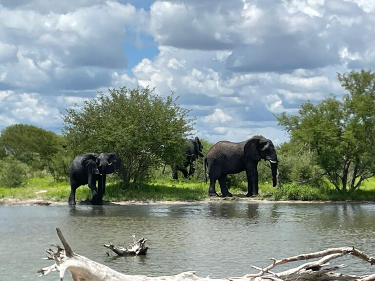 Kalahari Safaris Elephant