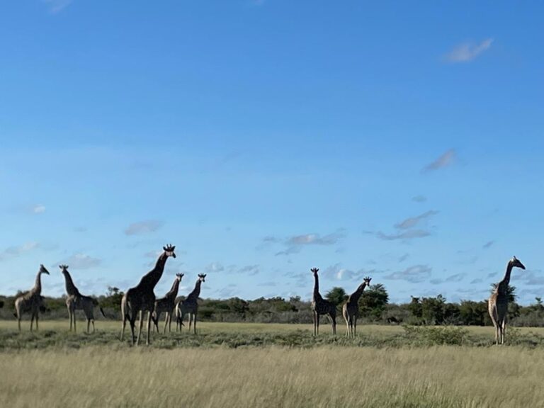 Kalahari Safaris Giraffe