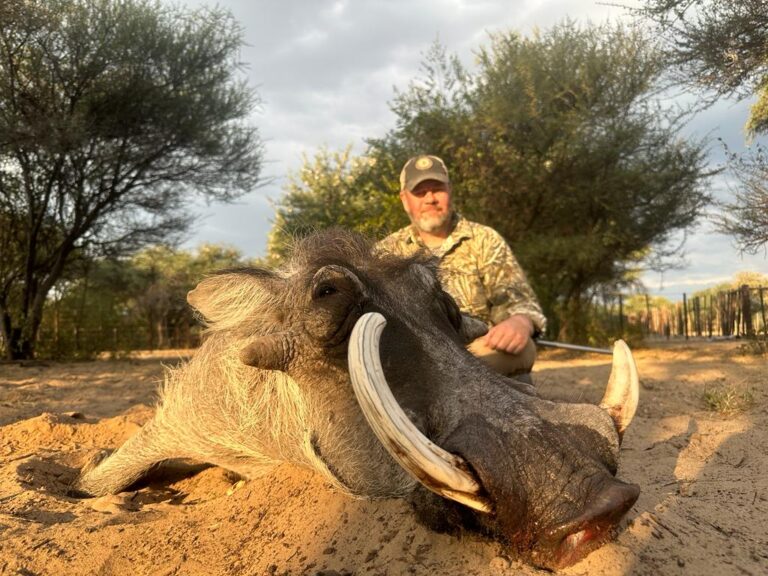 Trophy Warthog Hunting Botswana