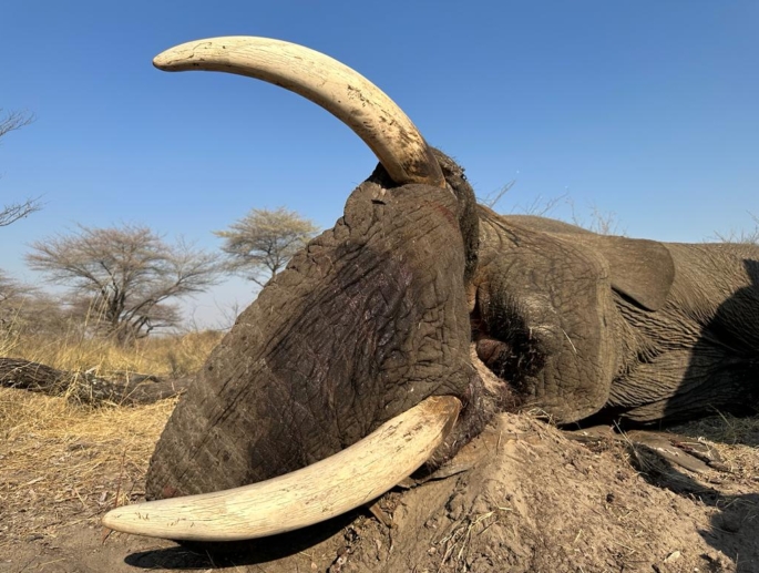 Botswana Bull Elephant