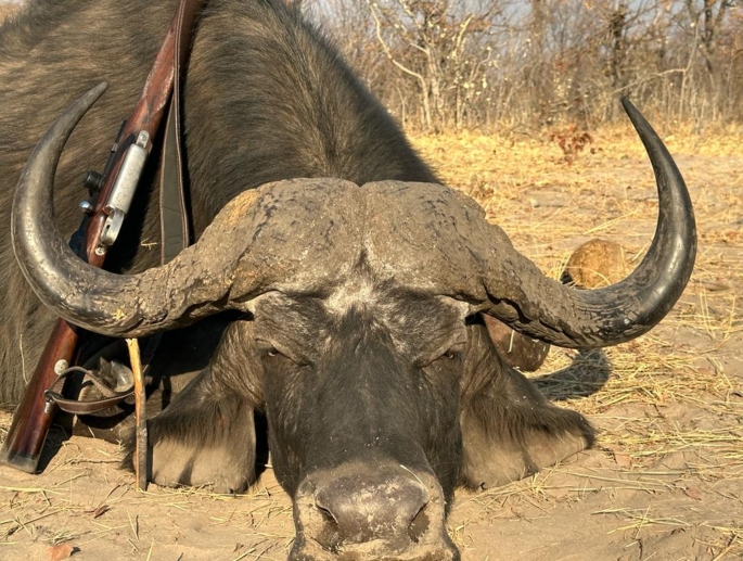 Cape Buffalo Hunting Kalahari Safaris Botswana