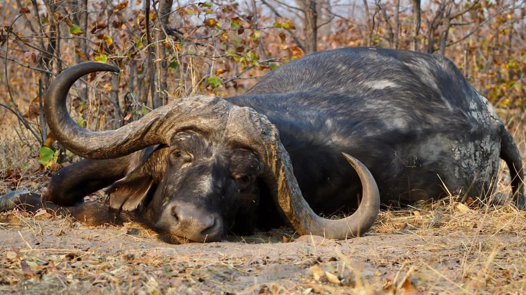 Cape Buffalo Botswana