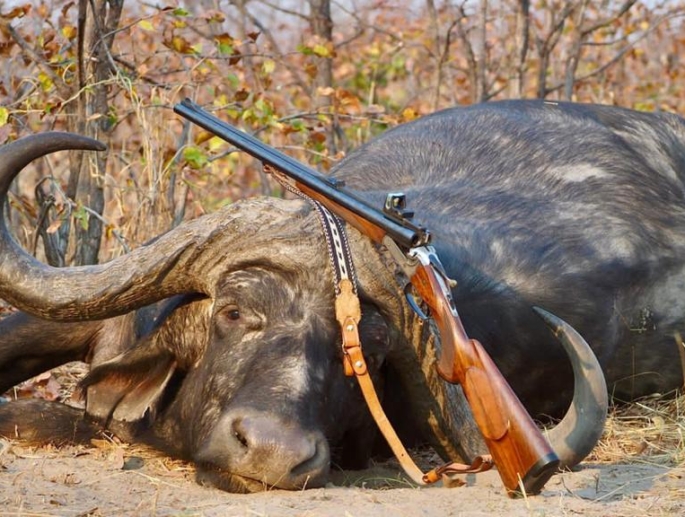 Botswana Cape Buffalo Hunting