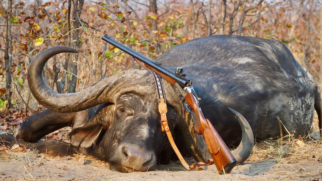 Botswana Cape Buffalo Hunting