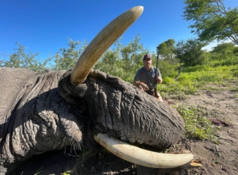 Botswana Bull Elephant