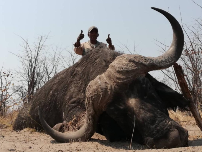Cape Buffalo Hunting Kalahari Safaris Botswana