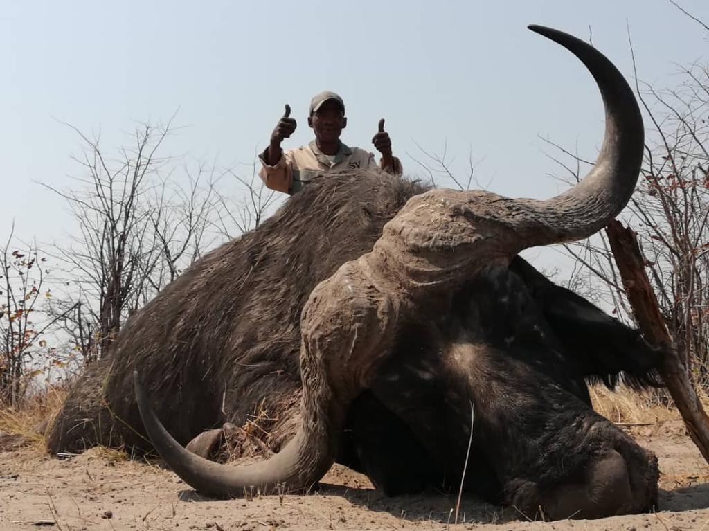 Cape Buffalo Hunting Kalahari Safaris Botswana