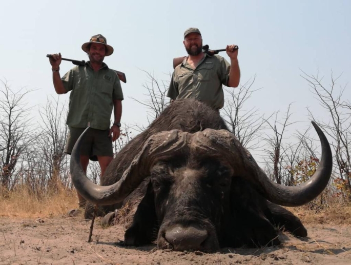 Cape Buffalo Hunting Kalahari Safaris Botswana
