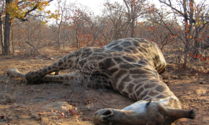 Botswana Giraffe