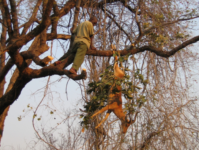 Leopard Bait