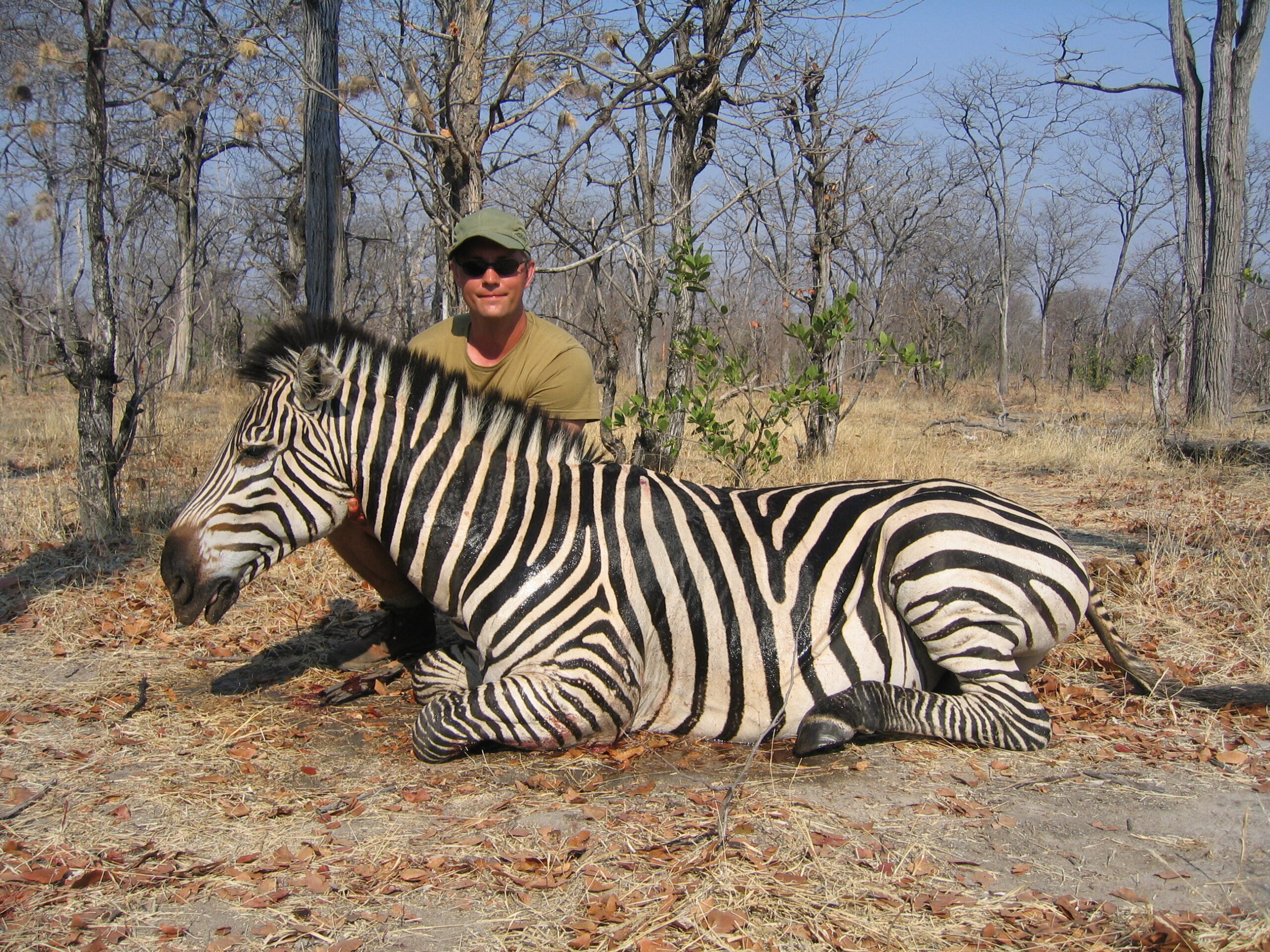 Zebra Hunting Botswana Kalahari Safaris