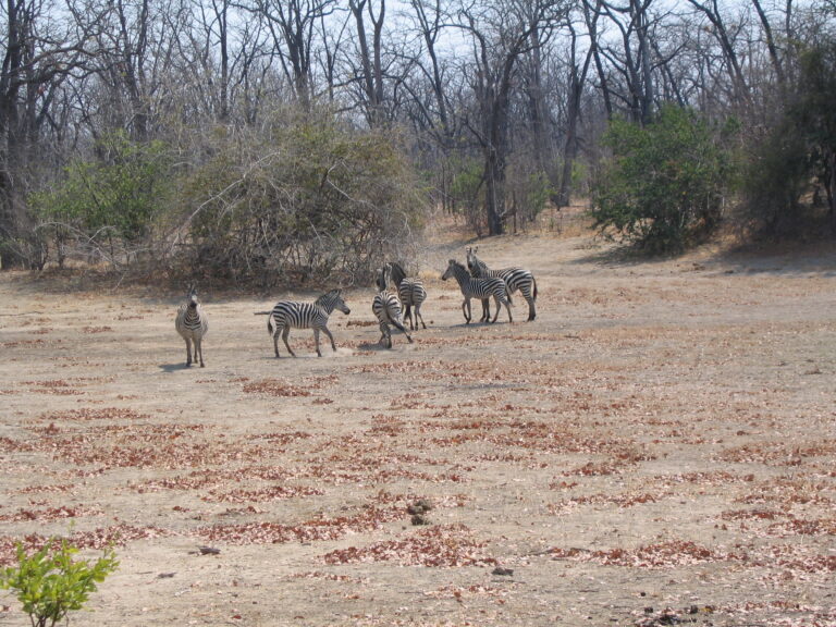 Kalahari Zebra