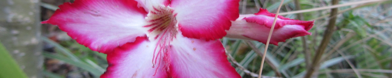 Affordable Kudu Hunts