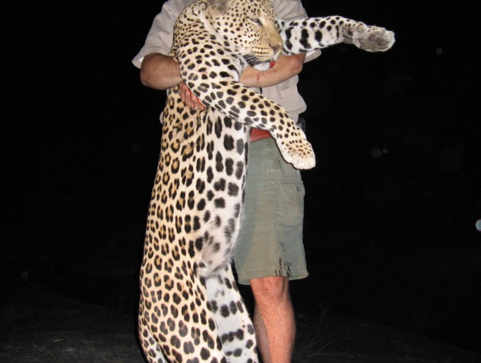Leopard Kalahari Safaris
