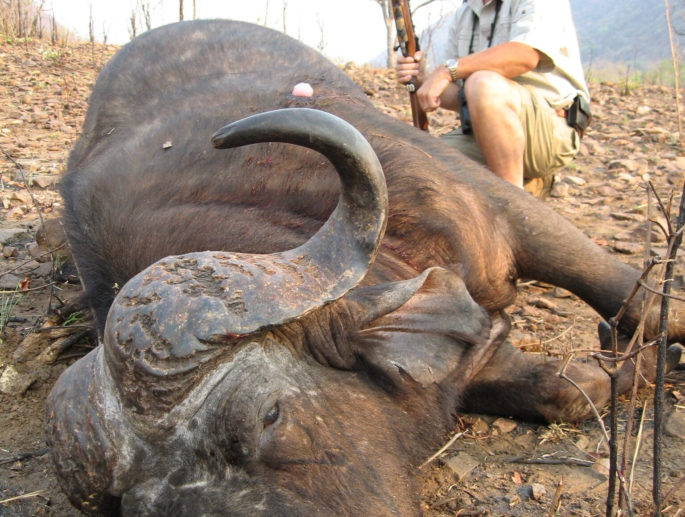 Cape Buffalo Hunting Kalahari Safaris Botswana