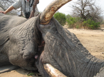 Dangerous Hunting Game & Safaris in Botswana, Africa | kalaharisafaris