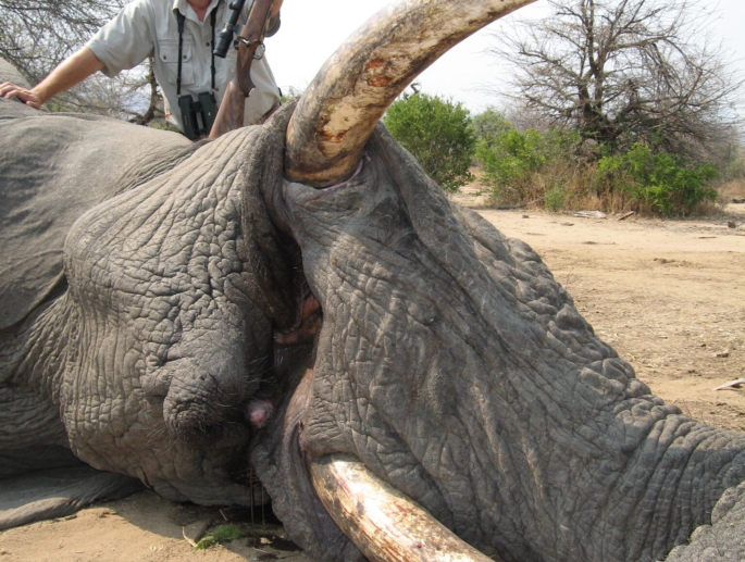 African Elephant Bull