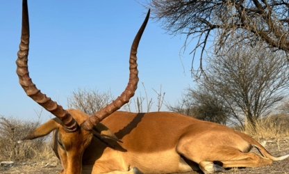 Trophy Impala Kalahari Safaris