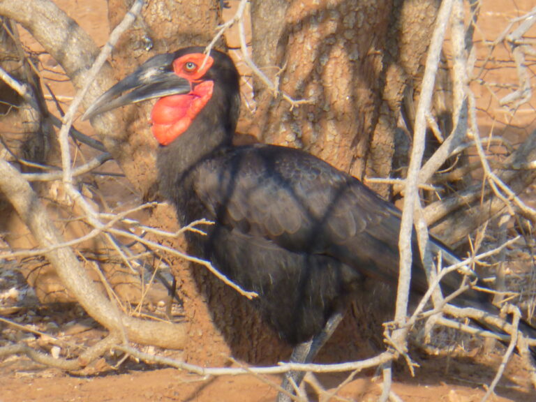 Ground Hornbill in Botswana