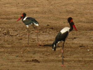 Saddle-Billed Stork Botswana