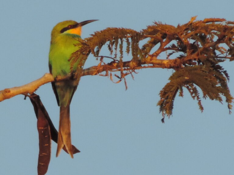 Swallow-tailed Bee-eater in Botswana
