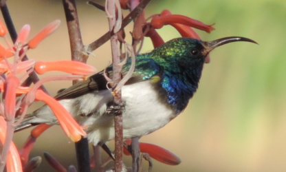 African Sunbird