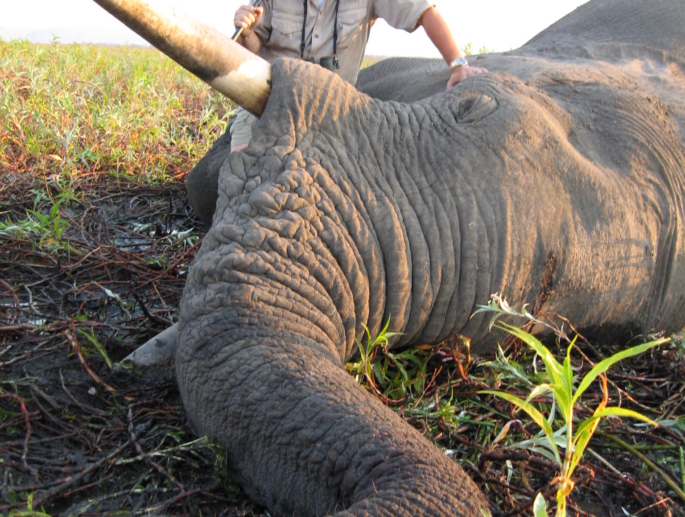 Elephant Hunting Safari