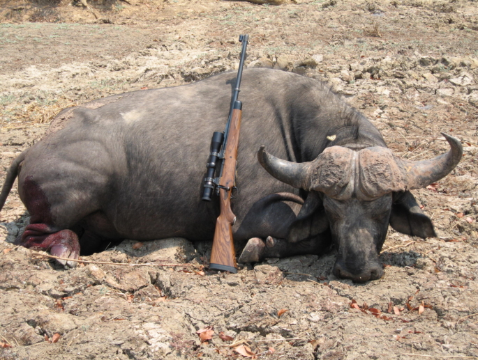 Cape Buffalo Hunting