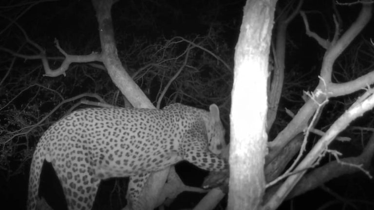 Kalahari Safaris Leopard in Tree