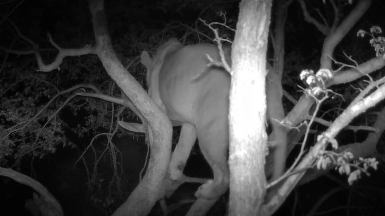 Kalahari Safaris Lion in bait tree