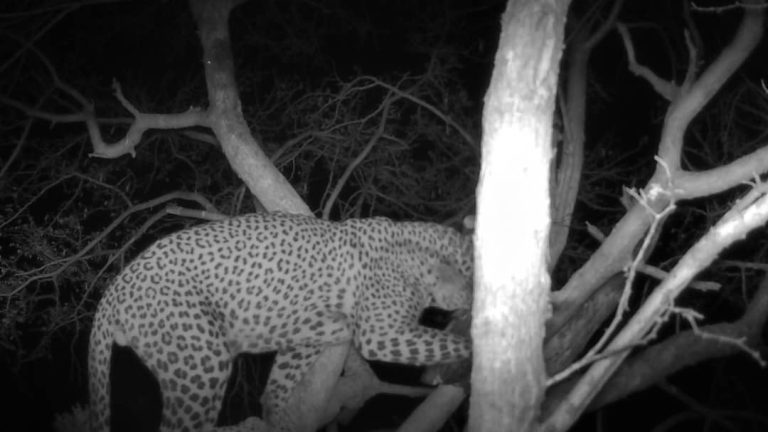 Botswana Leopard Feeding