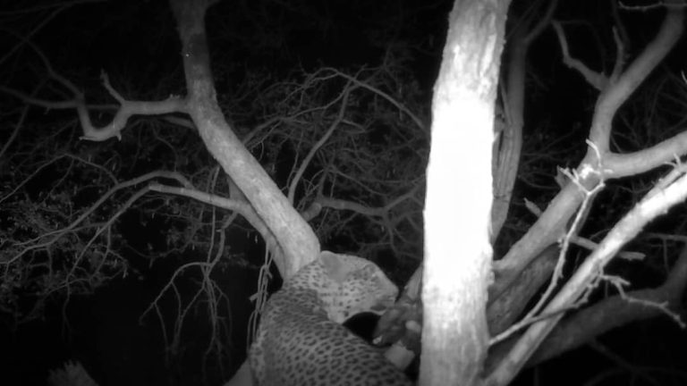 Kalahari Safaris Leopard in bait tree